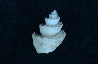 藏品(骨董核螺)的圖片